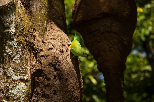 Green Parakeet Feeding Tree Trunk Brotogeris Tirica — Stockfoto