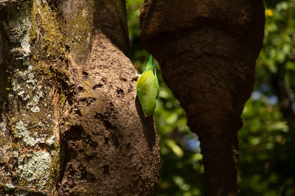Ağaç gövdesinden beslenen yeşil bir muhabbet kuşu. Brotogeris tirica.