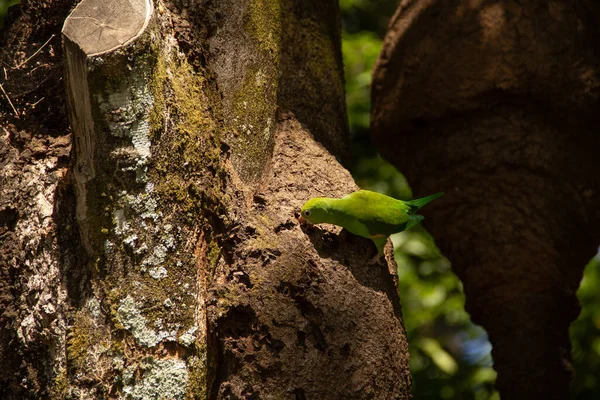 Ağaç gövdesinden beslenen yeşil bir muhabbet kuşu. Brotogeris tirica.