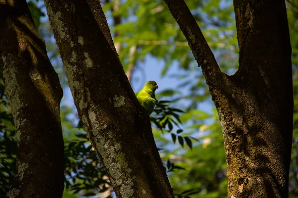 Ağaç gövdesinden beslenen yeşil bir muhabbet kuşu. Brotogeris tirica.