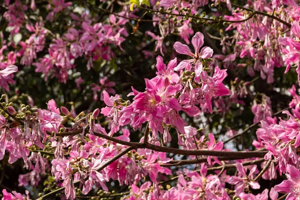 Pembe çiçeklerle dolu bir ağacın dalları. Genel olarak 