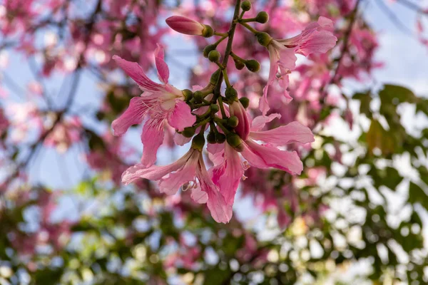 Pembe Çiçeklerle Dolu Bir Ağacın Dalları Genel Olarak Göbekli Olarak — Stok fotoğraf