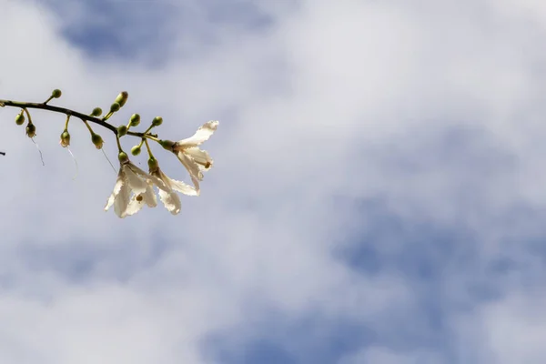 Деталь Ветвей Дерева Полного Белых Цветов Обычно Известен Брюхо Сейба — стоковое фото