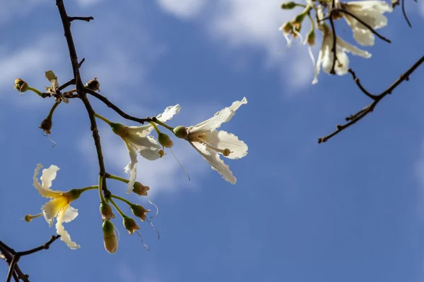Деталь Гілок Дерева Повна Білих Квітів Відомий Помилковий Caiba Glaziovii — стокове фото