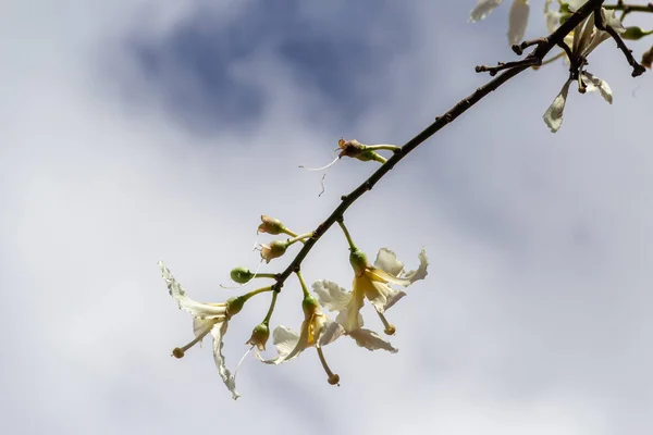 Detail Branches Tree Full White Flowers Commonly Known Bellied Ceiba — Stock Photo, Image