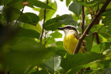  Çok yapraklı bir ağaç dalına tünemiş bir kuş. Pitangus sülfür.