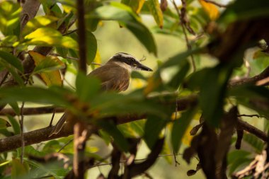  Çok yapraklı bir ağaç dalına tünemiş bir kuş. Pitangus sülfür.
