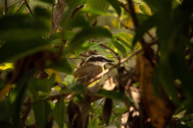  Çok yapraklı bir ağaç dalına tünemiş bir kuş. Pitangus sülfür.