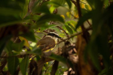  Çok yapraklı bir ağaç dalına tünemiş bir kuş. Pitangus sülfür.