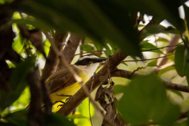  Çok yapraklı bir ağaç dalına tünemiş bir kuş. Pitangus sülfür.