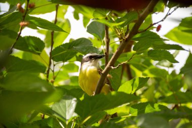  Çok yapraklı bir ağaç dalına tünemiş bir kuş. Pitangus sülfür.