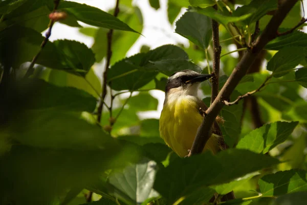 Bird Perched Very Leafy Tree Branch Pitangus Sulphuratus — Photo