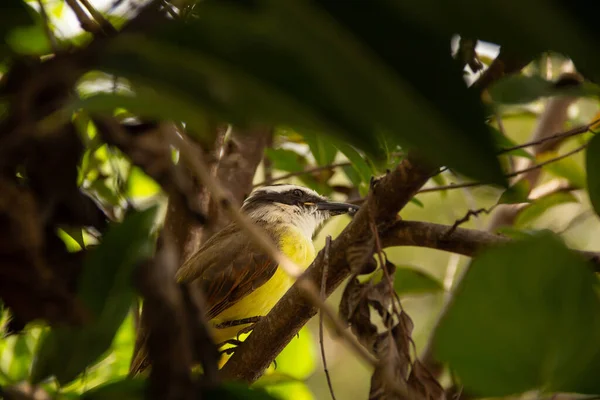Pássaro Empoleirado Galho Árvore Muito Folhoso Sulfato Pitango — Fotografia de Stock