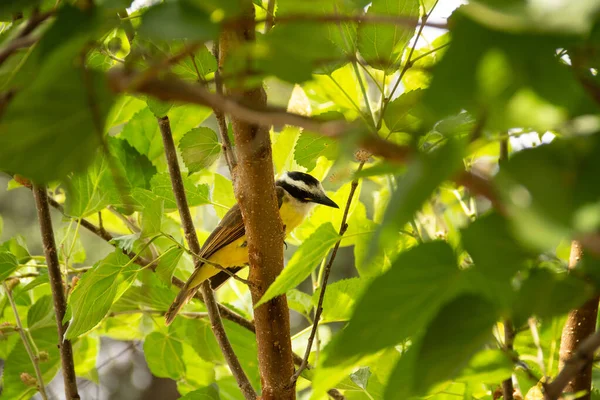 Ptak Siedzący Bardzo Liściastej Gałęzi Drzewa Siarczan Pitangusa — Zdjęcie stockowe
