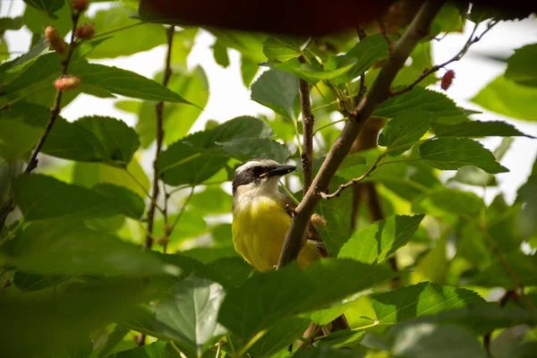 Птица Сидела Листовой Ветке Дерева Питангус Серный — стоковое фото