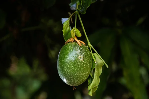 Una Fruta Pasión Colgando Rama Del Árbol Fruta Pasión Común — Foto de Stock