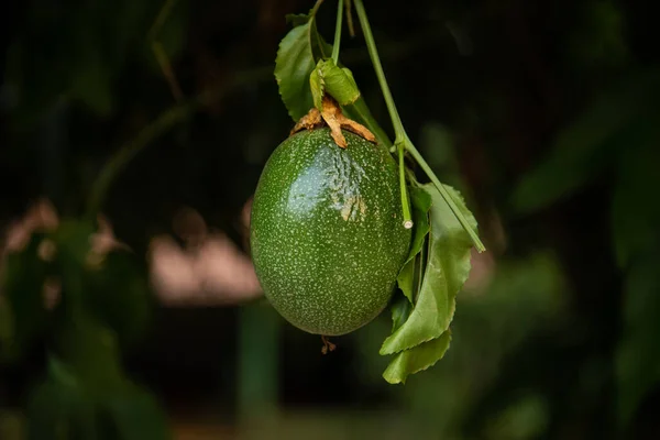 Una Fruta Pasión Colgando Rama Del Árbol Fruta Pasión Común — Foto de Stock