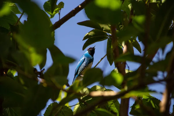 A blue colored bird, perched on a branch of a tree, eating a blackberry. Sai-andorinha macho (Tersina viridis). Swallow Tanager.