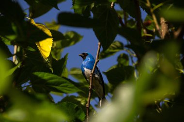 Yapraklı bir ağacın dalına tünemiş mavi renkli bir kuş. Tanager Tersina viridis 'i yut. Sai-andorinha maço.