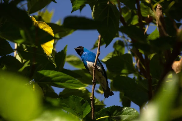 A blue colored bird perched on a branch of a leafy tree. Swallow Tanager Tersina viridis. Sai-andorinha macho.