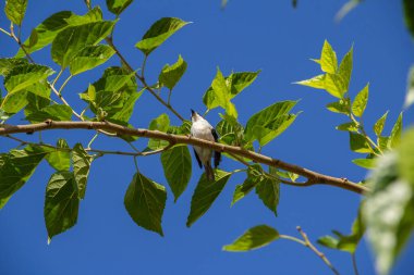 Çürük kanatlı küçük bir kuş, bir dut dalına tünemiş, arka planda mavi gökyüzü.