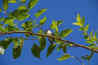 Çürük kanatlı küçük bir kuş, bir dut dalına tünemiş, arka planda mavi gökyüzü.