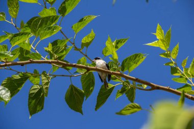 Çürük kanatlı küçük bir kuş, bir dut dalına tünemiş, arka planda mavi gökyüzü.