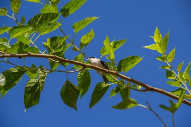 Çürük kanatlı küçük bir kuş, bir dut dalına tünemiş, arka planda mavi gökyüzü.
