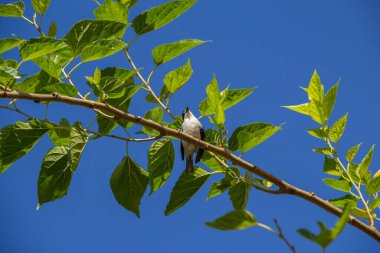 Çürük kanatlı küçük bir kuş, bir dut dalına tünemiş, arka planda mavi gökyüzü.