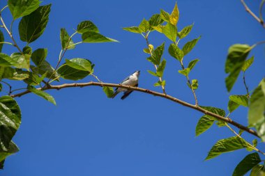 Çürük kanatlı küçük bir kuş, bir dut dalına tünemiş, arka planda mavi gökyüzü.