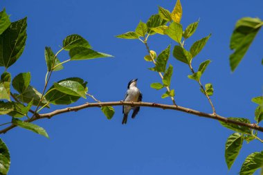 Çürük kanatlı küçük bir kuş, bir dut dalına tünemiş, arka planda mavi gökyüzü.