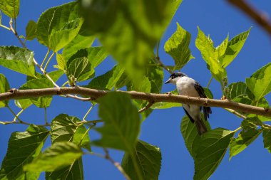 Çürük kanatlı küçük bir kuş, bir dut dalına tünemiş, arka planda mavi gökyüzü.