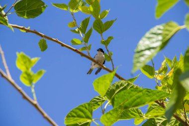 Çürük kanatlı küçük bir kuş, bir dut dalına tünemiş, arka planda mavi gökyüzü.