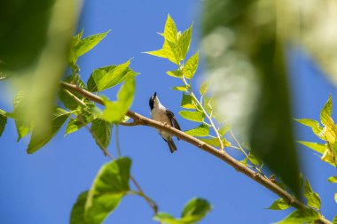 Çürük kanatlı küçük bir kuş, bir dut dalına tünemiş, arka planda mavi gökyüzü.