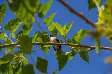 Çürük kanatlı küçük bir kuş, bir dut dalına tünemiş, arka planda mavi gökyüzü.