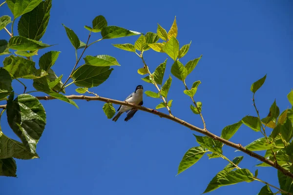 背景に青空が広がる桑の枝に羽のついた小さな鳥 — ストック写真