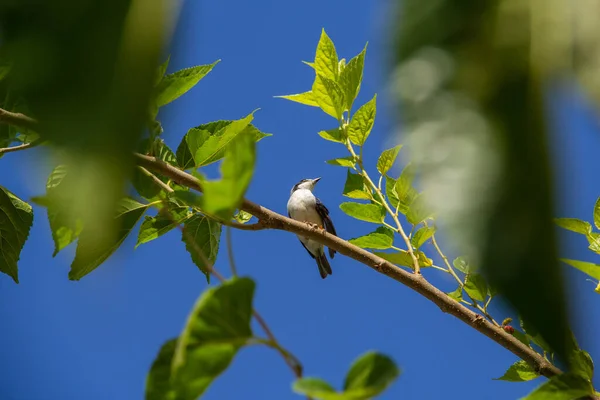 Small Bird Bruised Wing Perched Mulberry Branch Blue Sky Background — Stock Photo, Image