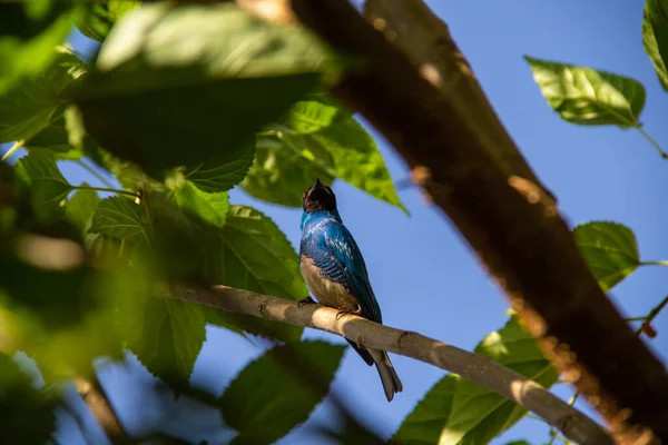 A blue colored bird perched on a branch of a leafy tree. Swallow Tanager (Tersina viridis). Sa-andorinha macho.