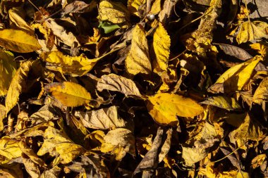 Bahçenin zeminini kaplayan kuru, sarı yaprakların dokusu..