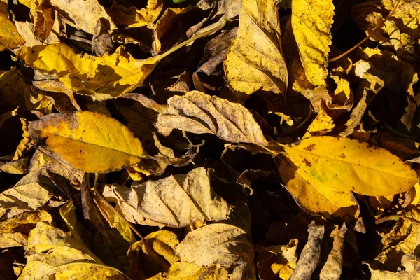 Текстура Кучи Сухих Желтых Листьев Покрывающих Землю Дворе — стоковое фото