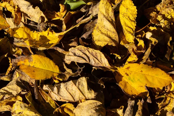 Текстура Кучи Сухих Желтых Листьев Покрывающих Землю Дворе — стоковое фото