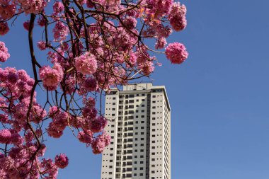 Arka planda mavi gökyüzü olan, çiçek açan pembe sarmaşık dalları arasında bir bina. Handroanthus impetiginosus.