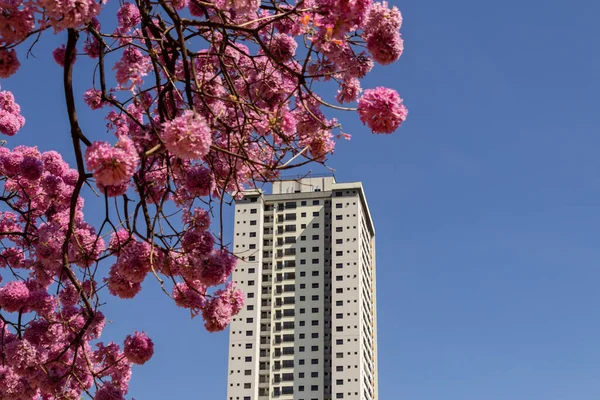 A building between branches of flowering pink ipe with blue sky in the background. Handroanthus impetiginosus.