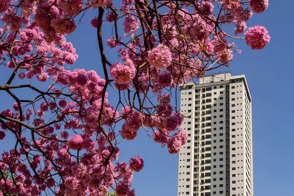 在花粉色的枝条之间的一座建筑 背景为蓝天 手足无措的毛骨悚然 — 图库照片