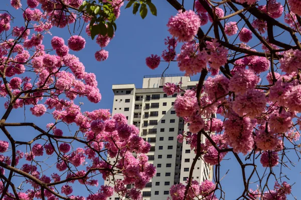 A building between branches of flowering pink ipe with blue sky in the background. Handroanthus impetiginosus.