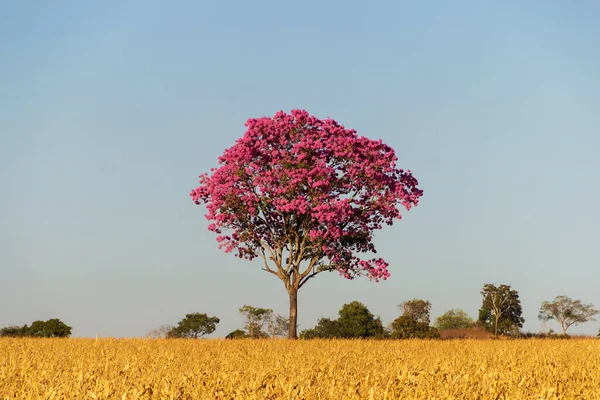Fialový Typický Strom Brazilského Cerrado Handroanthus Impetiginosus Fotografie Pořízená Dálnici — Stock fotografie
