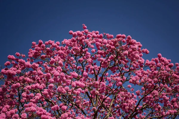 花的树 Ipe Rosa 典型的巴西树 背景是蓝天 手足无措的毛骨悚然 — 图库照片