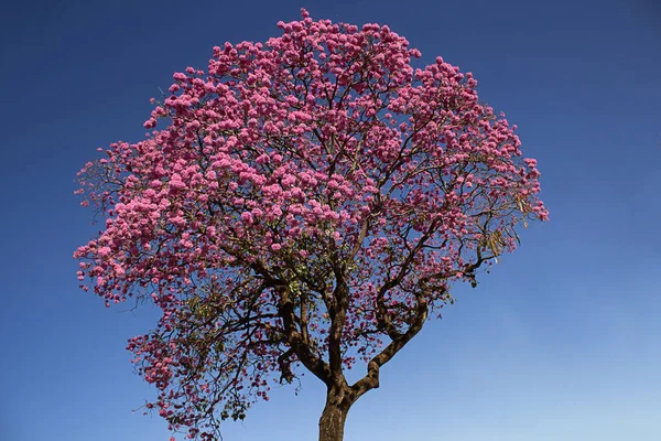 Çiçekli ağaç. Ipe Rosa, tipik bir Brezilya ağacı. Arka planda mavi gökyüzü. Handroanthus impetiginosus.