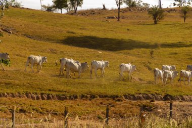 Kuru bitki örtüsü ve GO-156 karayolu boyunca otlayan sığırlar..