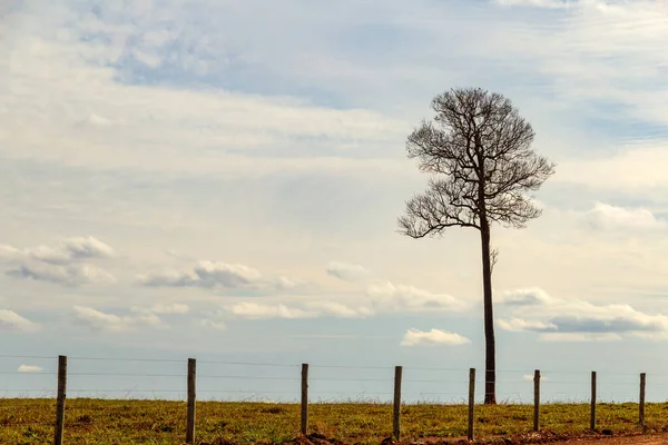 Suchý Strom Bez Listí Plotem Modrou Oblohou Pozadí Minimalistická Krajina — Stock fotografie